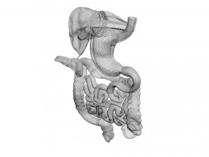 Digestive System 3D Model