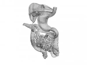 Пищеварительная система 3D Модель