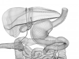 Digestive System 3D Model