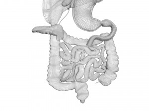Digestive System 3D Model