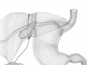 Digestive System 3D Model
