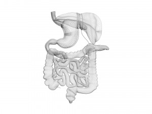 Digestive System 3D Model