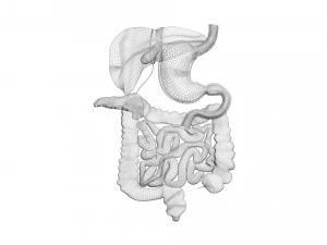 Пищеварительная система 3D Модель