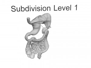 Digestive System 3D Model