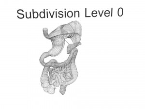 Digestive System 3D Model
