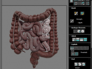 Digestive System 3D Model
