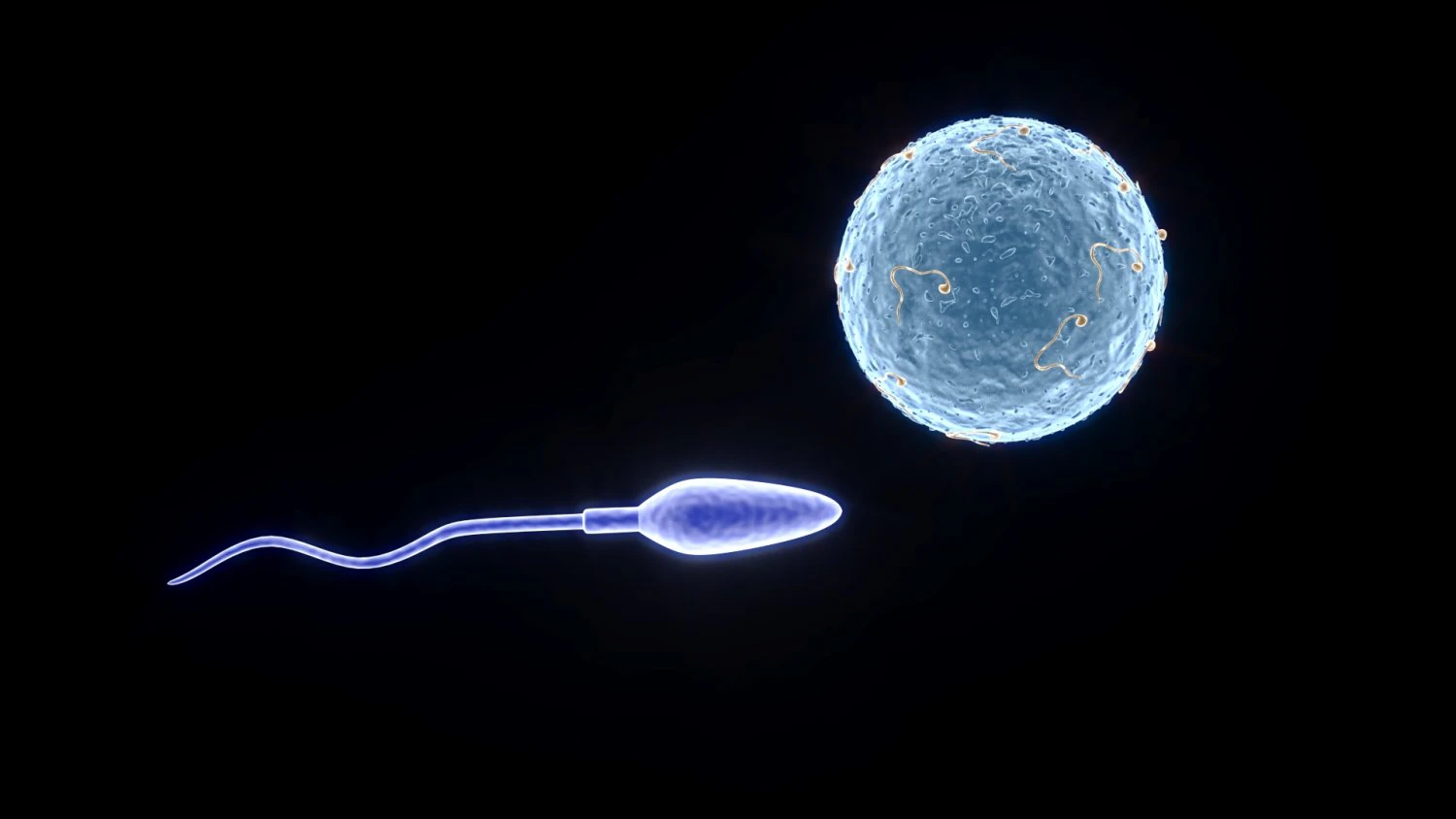 Human Egg With Sperm Cell 3D Model .c4d .max .obj .3ds .fbx .stl .blend