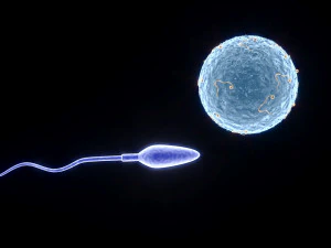 Человеческая яйцеклетка со сперматозоидом 3D Модель