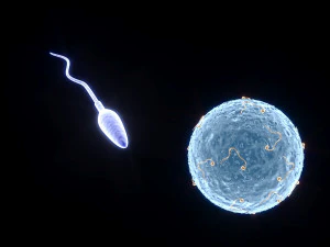Human Egg With Sperm Cell 3D Model