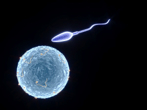 Human Egg With Sperm Cell Model 3D