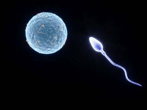 Human Egg With Sperm Cell Model 3D