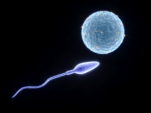 Human Egg With Sperm Cell Model 3D
