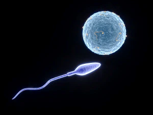 Human Egg With Sperm Cell 3D Model