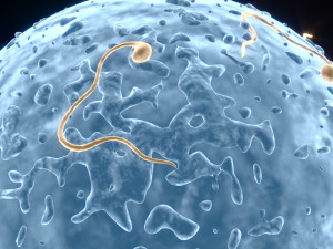 Human Egg With Sperm Cell Model 3D