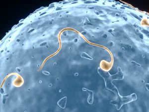 Human Egg With Sperm Cell 3D Model