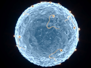 Human Egg With Sperm Cell Model 3D