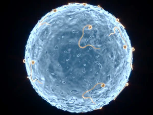 Human Egg With Sperm Cell 3D Model