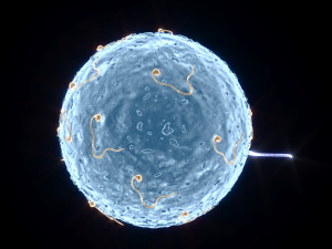 Human Egg With Sperm Cell Model 3D
