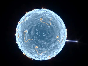 Human Egg With Sperm Cell 3D Model
