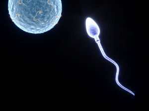 Human Egg With Sperm Cell Model 3D