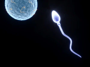 Human Egg With Sperm Cell 3D Model