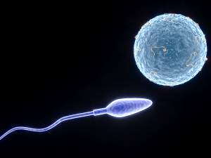 Human Egg With Sperm Cell Model 3D