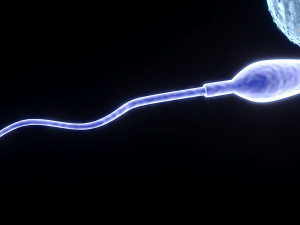 Human Egg With Sperm Cell Model 3D