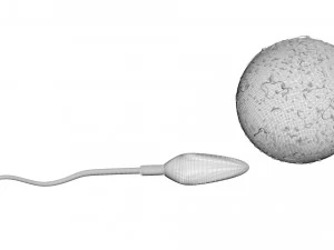 Human Egg With Sperm Cell 3D Model