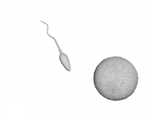 Human Egg With Sperm Cell Model 3D