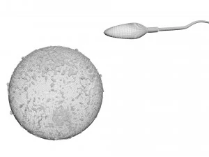 Human Egg With Sperm Cell 3D Model