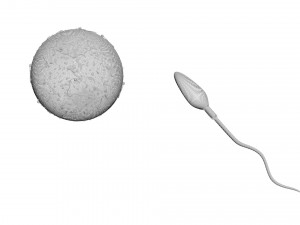 Human Egg With Sperm Cell Model 3D