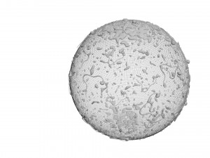 Human Egg With Sperm Cell Model 3D
