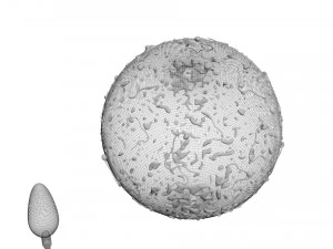 Human Egg With Sperm Cell 3D Model