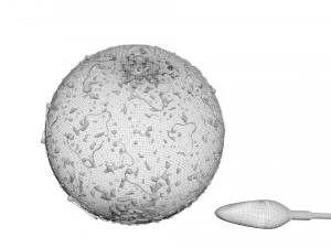 Human Egg With Sperm Cell 3D Model
