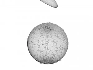 Human Egg With Sperm Cell 3D Model