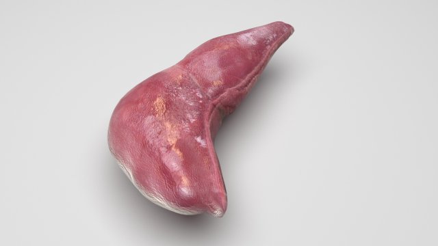 Liver Model 3D .c4d .max .obj .3ds .fbx .stl .blend 