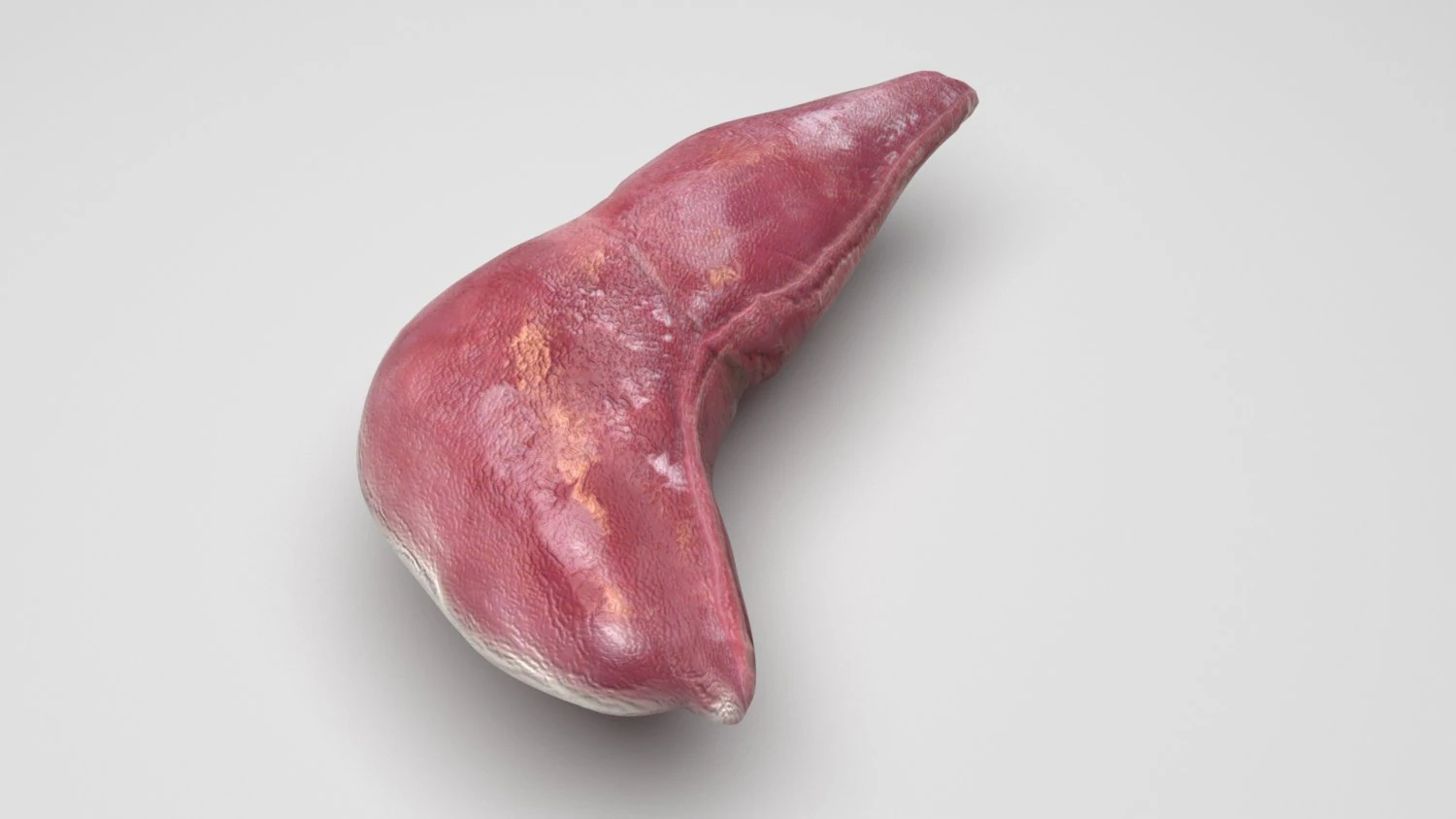 Liver 3D Model .c4d .max .obj .3ds .fbx .stl .blend 