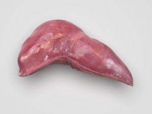 Liver Model 3D