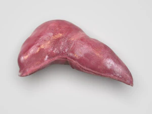 Liver 3D Model