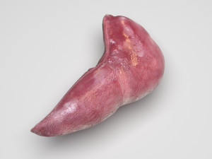 Liver Model 3D