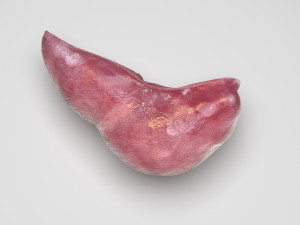 Liver Model 3D