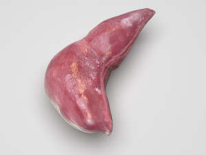 Liver Model 3D