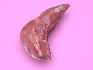 Liver Model 3D