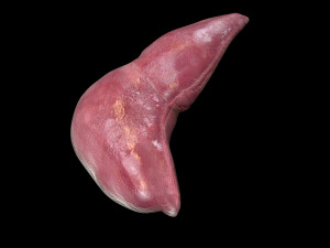 Liver Model 3D