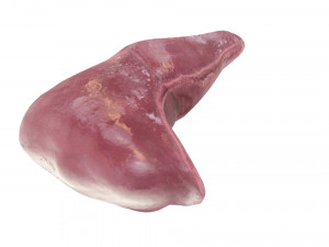 Liver Model 3D