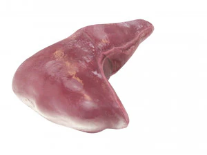 Liver 3D Model
