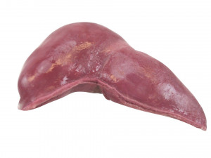 Liver Model 3D