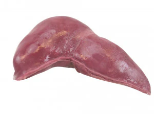 Liver 3D Model