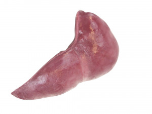 Liver Model 3D