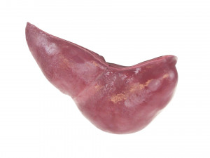 Liver Model 3D